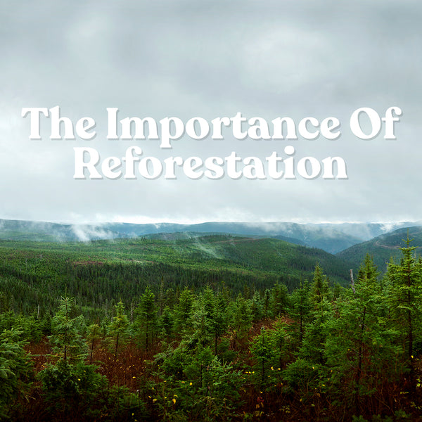 The importance of reforestation