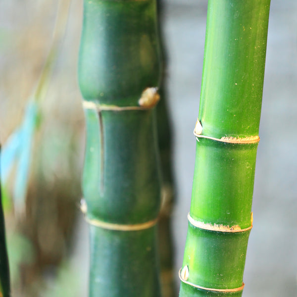 Why is bamboo such an effective alternative material to plastic?