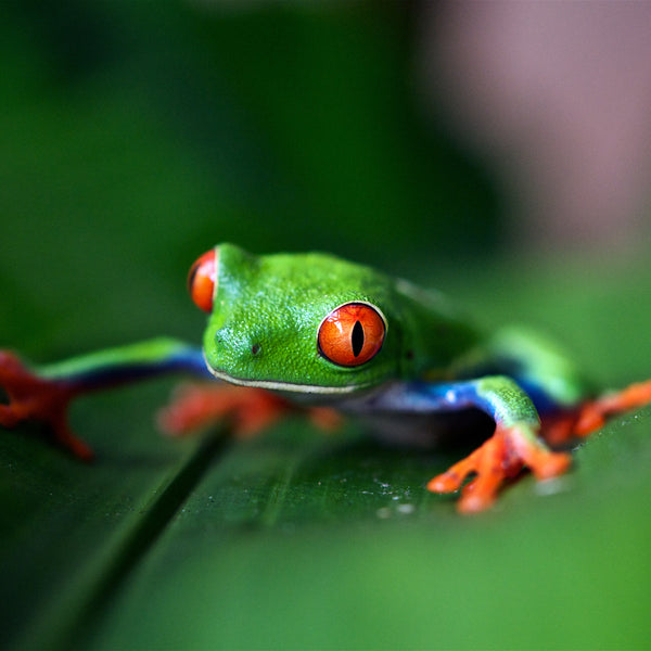 Ever tried spitting in a frog's mouth?